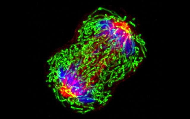 Breast Most cancers and Diabetes – Sugar-Free Weblog & Bakery
