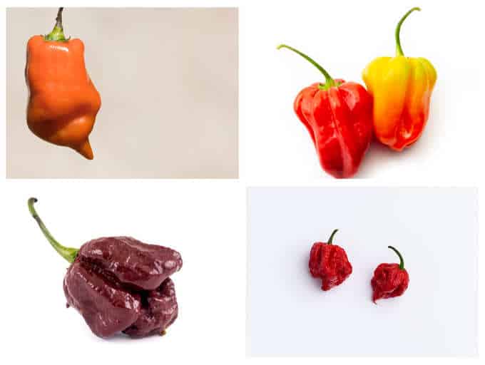 8 spiciest chilli peppers on this planet