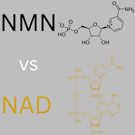 NMN Vs. NAD: Which Is The Better Anti-Aging Molecule?